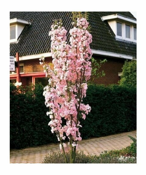 Třešeň pílkatá Amanogawa, obvod kmínku 8/10 cm, celková výška pro dodání 250/350 cm, v květináči Prunus serrulata Amanogawa